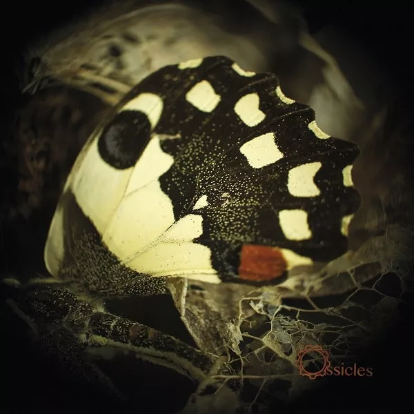 JAZZ PROG ROCKERS OSSICLES DEBUT TRACK FROM UPCOMING SOPHOMORE FULL-LENGTH ALBUM 1 Ossicles - Music for wastelands