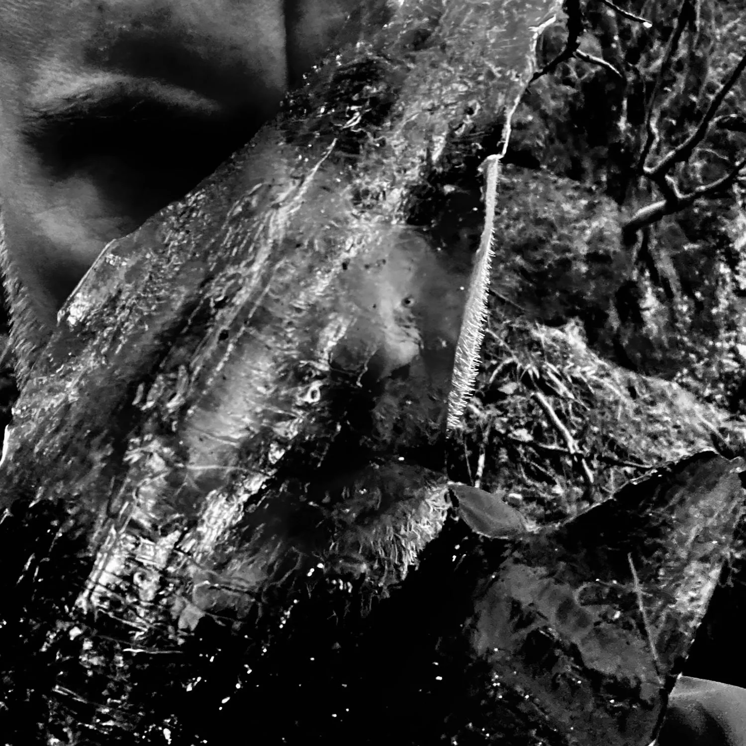 Home 8 Taake - En Skog av Nidstang cover